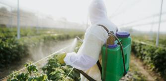 Un hombre fumigando un cultivo