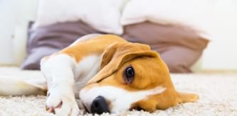 El mejor consejo es facilitarle un tiempo de descanso