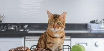Un gato frente a unos donuts y una manzana