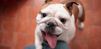 Ejemplar de Bulldog Inglés