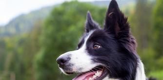 Ejemplar de Border Collie