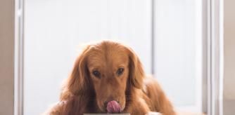 Golden Retriever comiendo