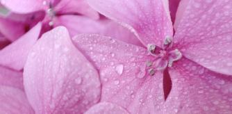 Flores de hortensia