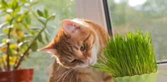 Gato con un planta de interior a su alcance