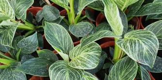 Plano corto de las hojas de varios Philodendron birkin