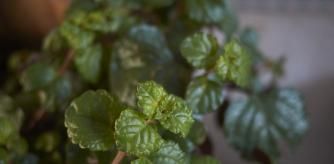 Plectranthus o planta del dinero
