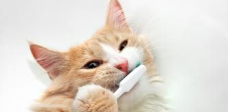 Gato con cepillo de dientes