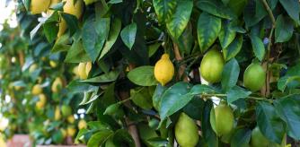 Limoneros en macetas