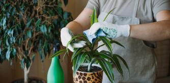 Cultivando un ejemplar de Dracaena