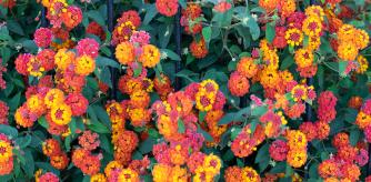 Flores amarillas y naranjas de verbena