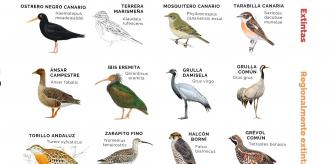 Especies o subespecies de aves que se han extinguido en el conjunto de España o regionalmente en los últimos años