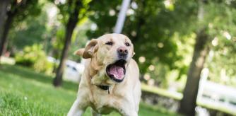 Un labrador ladrando a otro perro en el parque