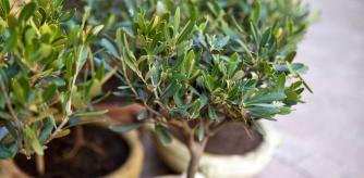 Olivos cultivado en una maceta