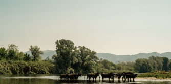 Los artistas de la caravana buscan inspiración en la Illa dels Bous