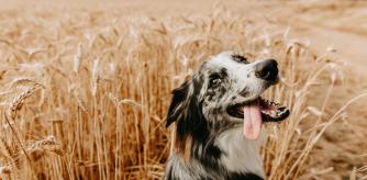 Border collie rodeado de espigas