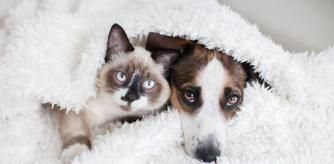 La percepción sensorial de nuestros compañeros de cuatro patas se encuentra mucho más desarrollada