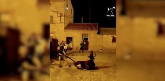 Un hombre estira del rabo del toro, que no puede levantarse del suelo