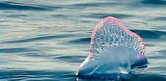 Medusa Carabela portuguesa