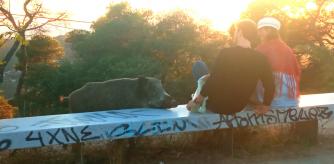 Jabalí acercándose a una pareja de jóvenes en el mirador del Tibidabo.