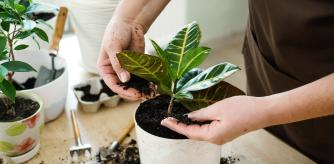 Substrato universal de gran calidad