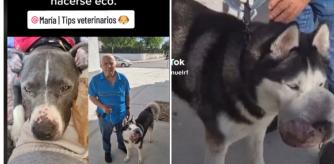 Imagen del perro con el tumor