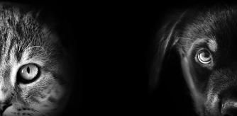 Cumple con la Ley de Bienestar Animal y protege a tu mascota por solo 8 euros al mes