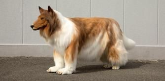 Un hombre se transforma en un border collie gracias a un traje hiperrealista de 13.000 euros