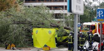 Muere una mujer de 23 años por la caída de un árbol en Madrid