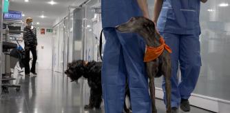 Un buque insignia de la sanidad pública en Barcelona apuesta por las terapias asistidas con animales.