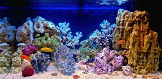 Un gran acuario con peces.