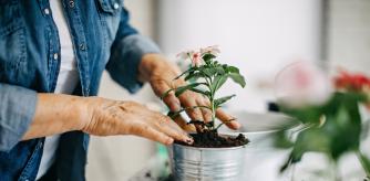 Una persona plantando una flor en una maceta.