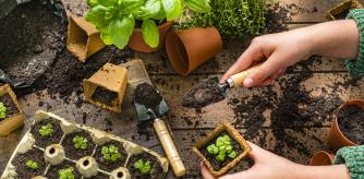 Plantar semillas para hacer plantel.