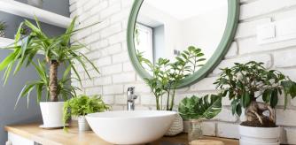 Plantas para decorar el baño.