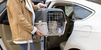 Una mujer metiendo a su gato en transportín en el coche.
