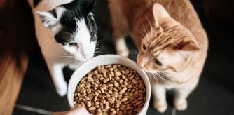 Dos gatos a punto de comer pienso.