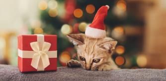 Tu gato también se merece un regalo por Navidad