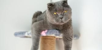 Un gato en un rascador