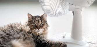 Todo lo que necesitas para mantener a tu gato fresco cuando hace calor