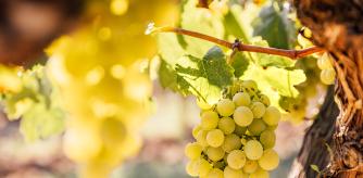 celler-perlada-aires-verema