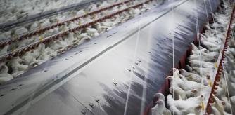 FOTODELDÍA - LUGO, 11/11/2025.- Fotografía de archivo de gallinas en una sala comedero en granja en Palas de Rei, Lugo. Las granjas avícolas de puesta que están afectadas por el impacto de la gripe aviar se enfrentan a un parón de su actividad de hasta ocho meses con las pérdidas económicas que ello conlleva, según han apuntado fuentes sectoriales a EFE. EFE/Eliseo Trigo