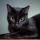 Gato de pelaje negro