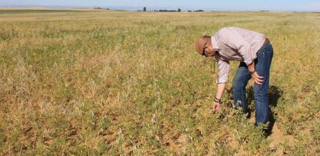 Comprometido en el plan. Edmundo González, agricultor de la Requena de Campos