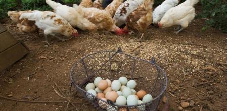 Apadrinar gallinas para poder consumir huevos frescos es una opción que gana adeptos