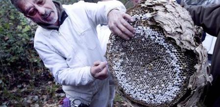 Trabajos de retirada de un nido de avispas asiáticas 'Vespa velutina' en la comarca de la Garrotxa . 