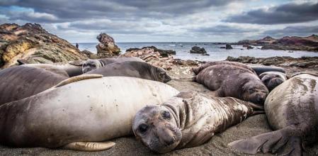 Las focas son experta cazadoras bajo el agua.