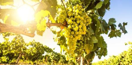Las plantas de uva moscatel reciben mejor que nunca estas lluvias, tras haber salvado la mitad de una cosecha que a priori parecía que no iba a prosperar