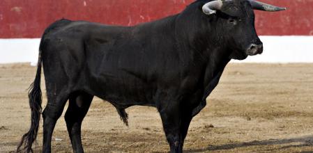 Un toro de lidia, en una imagen de archivo