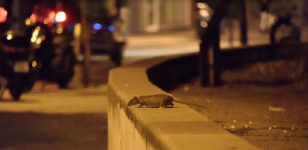 Las ratas se cuentan por miles, y está aterrorizando a los vecinos.