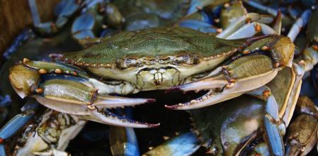 Cangrejo azul