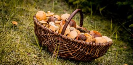 Una cesta de setas recién recogidas en el bosque